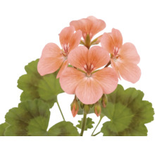 Pelargonie s květy v barvě lososa a zelenými listy