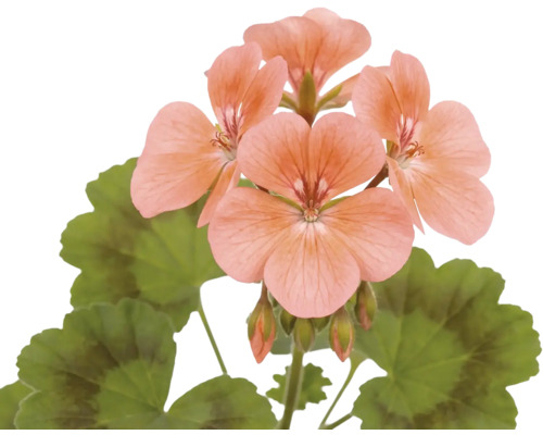 Pelargonium interspecifické K13 Pelargonie s květy v barvě lososa a zelenými listy