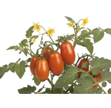 Rostlina rajčat s oválnými červenými plody, zelenými listy a žlutými květy ve tvaru hvězdy.