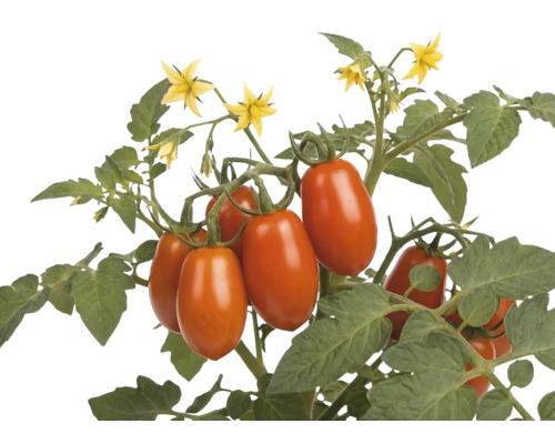 Rostlina rajčat s oválnými červenými plody, zelenými listy a žlutými květy ve tvaru hvězdy.