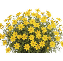 Dvouzubec prutnatý Bidens ferulifolia s mnoha žlutými květy ve tvaru hvězdy a zeleným olistěním.