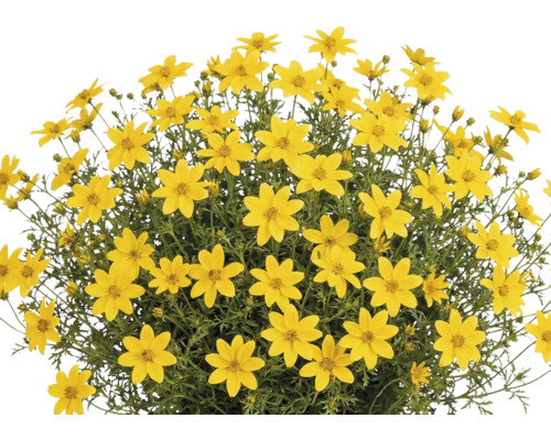 Dvouzubec Bidens Yellow Charm květináč 12 cm Dvouzubec prutnatý Bidens ferulifolia s mnoha žlutými květy ve tvaru hvězdy a zeleným olistěním.