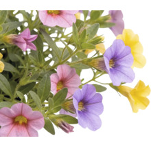 Calibrachoa s růžovými, fialovými a žlutými květy a zelenými listy.