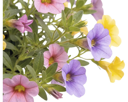 Million Bells 10 pack Calibrachoa s růžovými, fialovými a žlutými květy a zelenými listy.