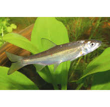 Střevle potoční (Phoxinus phoxinus) plavající v akváriu mezi vodními rostlinami.