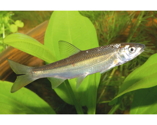 Střevle potoční (Phoxinus phoxinus) plavající v akváriu mezi vodními rostlinami.