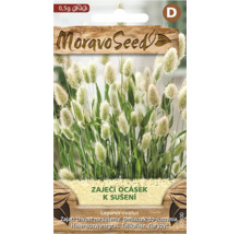 Sáček se semeny MoravoSeed Zaječí ocásek Lagurus ovatus s vyobrazením nadýchaných bílých květenství a zelených stébel.
