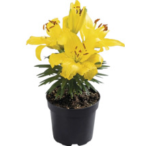 Žlutá lilie v černém plastovém květináči se zelenými listy.