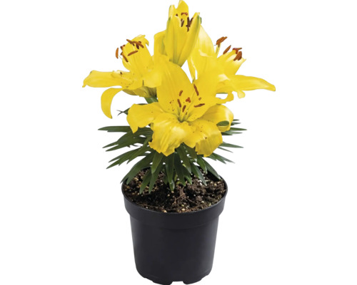 Žlutá lilie v černém plastovém květináči se zelenými listy.