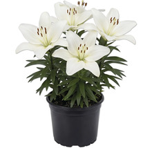 Bílé lilie v černém plastovém květináči