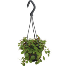 Závěsná rostlina Peperomia rotundifolia s malými kulatými listy v černém květináči se závěsem.