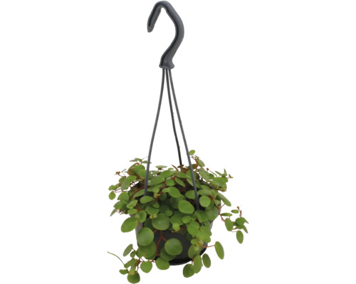 Závěsná rostlina Peperomia rotundifolia s malými kulatými listy v černém květináči se závěsem.