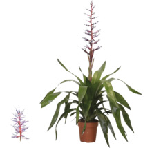 Bromélie Aechmea Blue Rain v květináči s dlouhými zelenými listy a vzpřímeným modrobílým květenstvím.