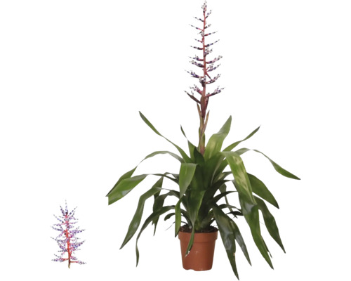 Bromélie Aechmea Blue Rain v květináči s dlouhými zelenými listy a vzpřímeným modrobílým květenstvím.