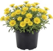 Žlutě kvetoucí hvězdička přímořská v černém plastovém květináči.