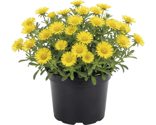 Žlutě kvetoucí hvězdička přímořská v černém plastovém květináči.