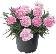 Karafiát Dianthus v květináči s růžovými květy a zelenými listy