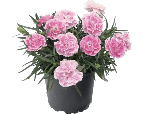 Karafiát Dianthus v květináči s růžovými květy a zelenými listy