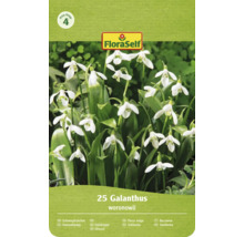 FloraSelf Logo, Cenová skupina 4. Balení 25 sněženek Galanthus woronowii se zvonkovitými květy.