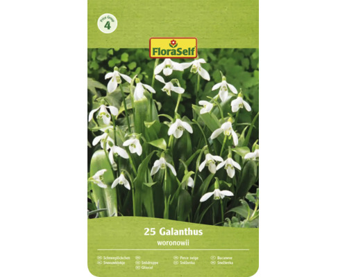 FloraSelf Logo, Cenová skupina 4. Balení 25 sněženek Galanthus woronowii se zvonkovitými květy.
