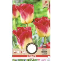 8 cibulí Tulipa Match od Florex. Červeno-žluté tulipány. Výsadba září až prosinec, květ duben až květen, výška 45 centimetrů. Florex Logo.
