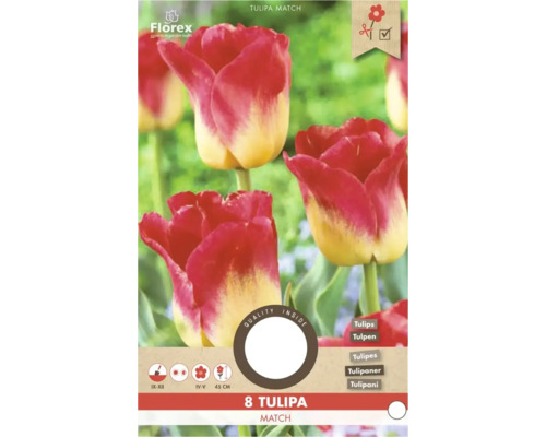 8 cibulí Tulipa Match od Florex. Červeno-žluté tulipány. Výsadba září až prosinec, květ duben až květen, výška 45 centimetrů. Florex Logo.