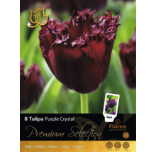 8 cibulí tulipánů Tulipa Purple Crystal od Florex. Třepenité květy, výška 50 centimetrů, doba květu duben až květen. Florex Logo.