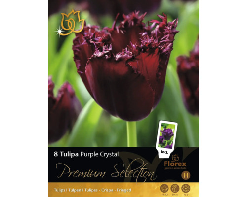 8 cibulí tulipánů Tulipa Purple Crystal od Florex. Třepenité květy, výška 50 centimetrů, doba květu duben až květen. Florex Logo.