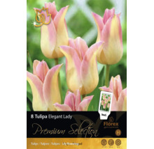 8 liliokvětých tulipánů Tulipa Elegant Lady, růžové a krémové, výška 50 centimetrů, doba květu duben až květen, velikost cibule 11 až 12, Florex Logo.