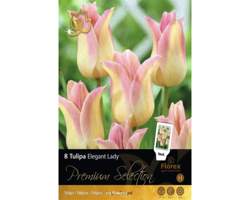 8 liliokvětých tulipánů Tulipa Elegant Lady, růžové a krémové, výška 50 centimetrů, doba květu duben až květen, velikost cibule 11 až 12, Florex Logo.