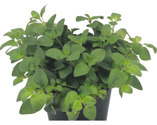 Dobromysl obecná Origanum vulgare v plastovém květináči
