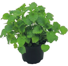 Meduňka lékařská Melissa officinalis v černém plastovém květináči.
