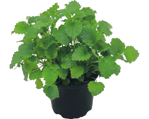 Meduňka lékařská Melissa officinalis v černém plastovém květináči.