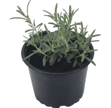 Levandule lékařská Lavandula angustifolia v černém plastovém květináči