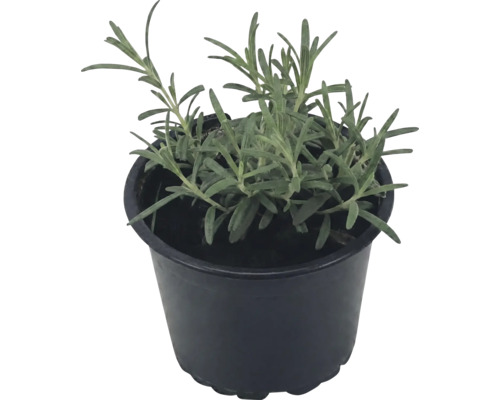 Levandule lékařská Lavandula angustifolia v černém plastovém květináči