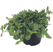 Čerstvé oregano v černém pěstebním květináči