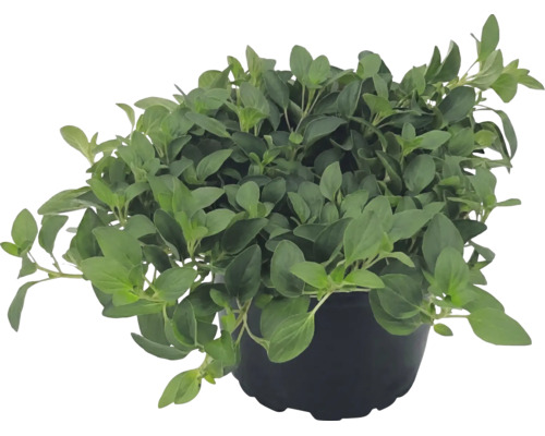Čerstvé oregano v černém pěstebním květináči