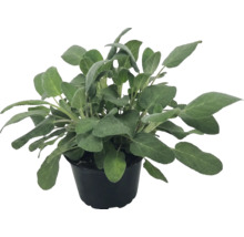 Bylinka šalvěj lékařská Salvia officinalis v černém plastovém květináči.