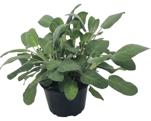 Bylinka šalvěj lékařská Salvia officinalis v černém plastovém květináči.