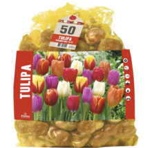 50 cibulí tulipánů Florex Tulipa Triumph Mix v síťce s obrázkem produktu.