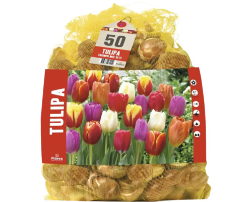 50 cibulí tulipánů Florex Tulipa Triumph Mix v síťce s obrázkem produktu.