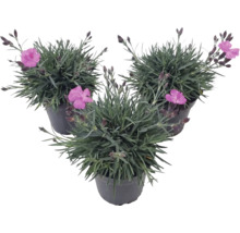 Tři hvozdíky Dianthus s růžovými květy a šedozelenými listy v černých květináčích.