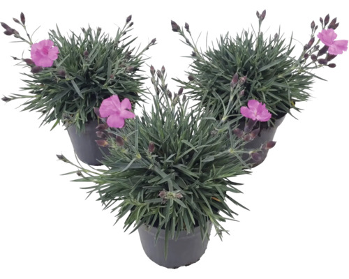 Tři hvozdíky Dianthus s růžovými květy a šedozelenými listy v černých květináčích.