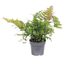 Kapradina Dryopteris erythrosora v šedém plastovém květináči
