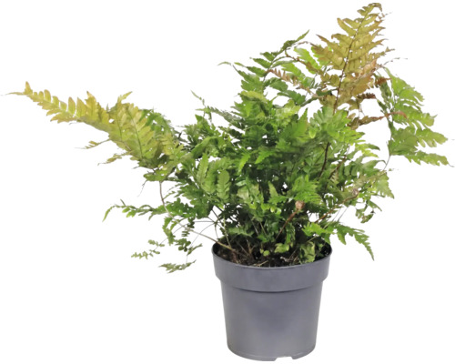 Kapradina Dryopteris erythrosora v šedém plastovém květináči