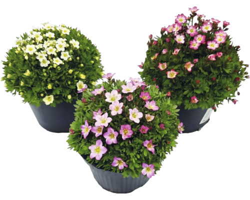 Tři lomikameny arendsovy (Saxifraga arendsii) v květináčích s bílými a růžovými květy.