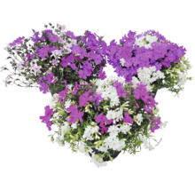 Flox šidlolistý Phlox subulata s fialovými a bílými květy ve třech květináčích.
