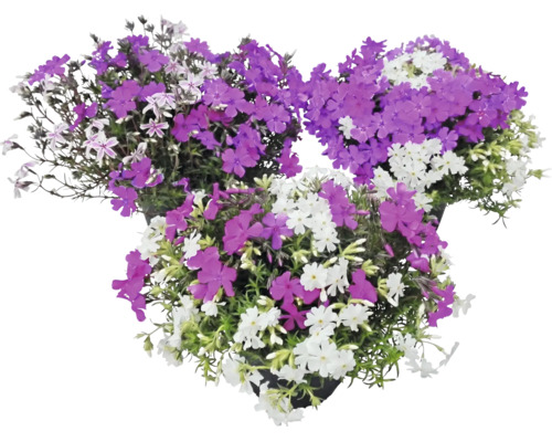 Flox šidlolistý Phlox subulata s fialovými a bílými květy ve třech květináčích.