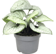 Brunnera macrophylla Jack Frost se srdčitými, stříbřitě vzorovanými listy v šedém plastovém květináči.
