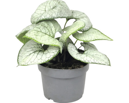 Brunnera macrophylla Jack Frost se srdčitými, stříbřitě vzorovanými listy v šedém plastovém květináči.